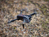 Stinger BL FPV Drone (1-Axis 1080p HD Camera)